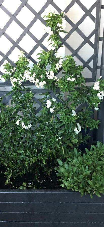 索尔索4 In Piazza住宿加早餐旅馆 外观 照片